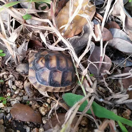 Dolce Luna Bed & Breakfast Arzachena