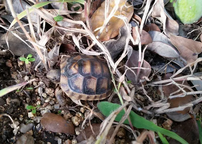 Dolce Luna ベッド・アンド・ブレックファスト アルツァケーナ